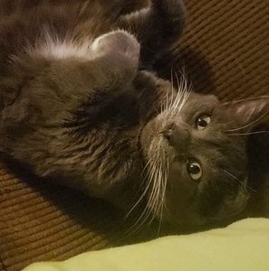 Meet your Posher, Alyssa